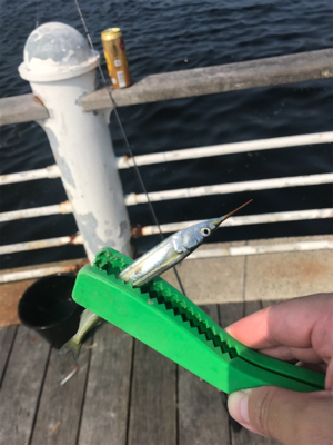 ミニサヨリ&アジげっと