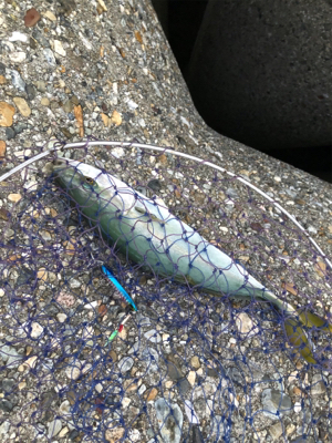 ツバッシング〜