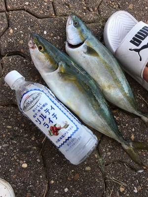 なんとかツバスゲット！