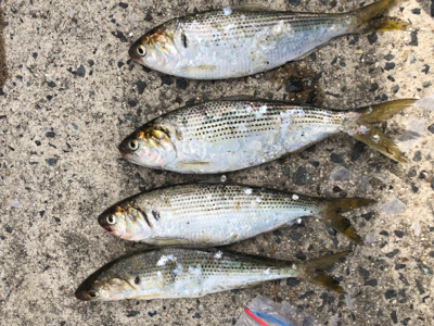 キス釣りたいな