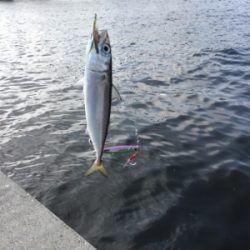 ツバス狙いが、、、