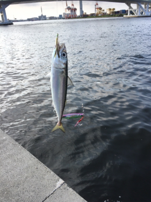 ツバス狙いが、、、