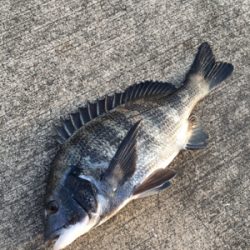 表層から棚を変えながらアタリをさがす