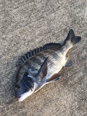 表層から棚を変えながらアタリをさがす