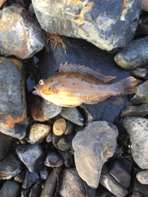 親父たちの釣行 舞鶴編