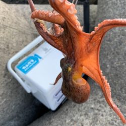 今日早起きオクトパッシング 。