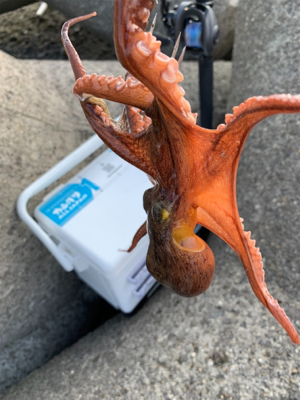 今日早起きオクトパッシング 。