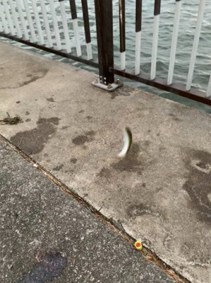 武豊ファイザー前、サッパ オンリー。