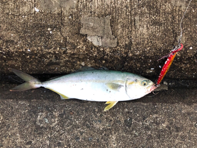 安定のツバス^_^