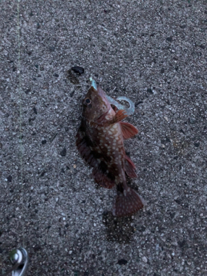 早朝ロックフィッシュゲーム