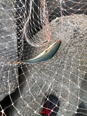 ルアーチェンジ