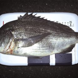 今夜のチヌはでかい！