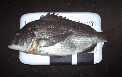 今夜のチヌはでかい！