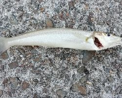 早朝から投げ祭り