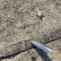 サバアジツバス