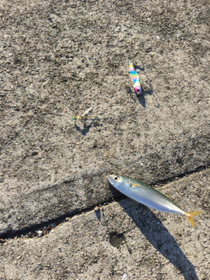 サバアジツバス