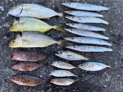 夏のライトショアジギング