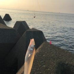 ちょい投げキス釣り(^^)