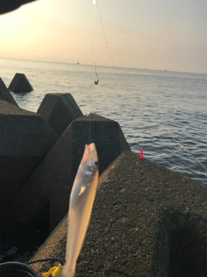 ちょい投げキス釣り(^^)