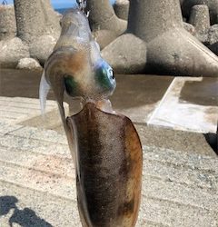 夏イカフィーバー！！三連発！！