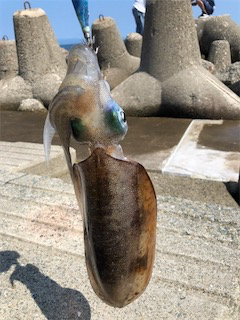 夏イカフィーバー！！三連発！！