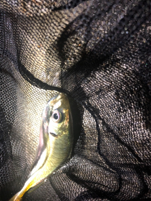 久々のフロートアジング！