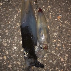 短時間ケンサキエギング