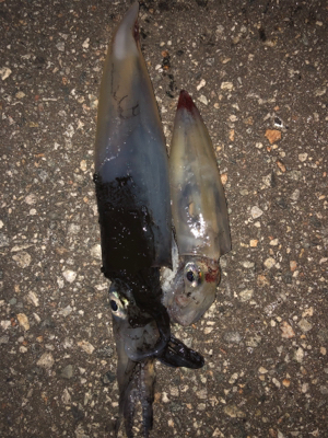 短時間ケンサキエギング