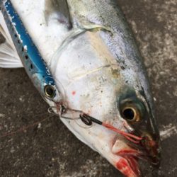 風はだいぶおさまりまさした。