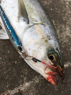 風はだいぶおさまりまさした。