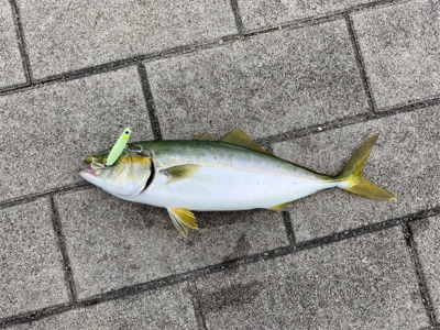 シーサイドコスモでツバス爆釣