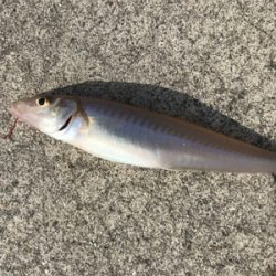 ฅ( 。-_-。^)ε・^) チュッ