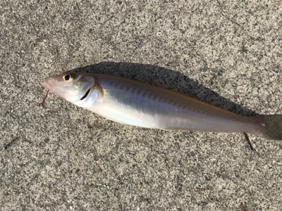 ฅ( 。-_-。^)ε・^) チュッ