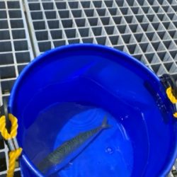 風ツヨ、波タカ。