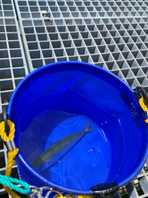 風ツヨ、波タカ。