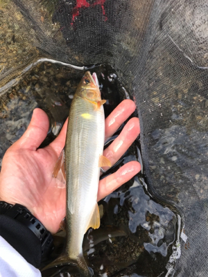 鮎釣り