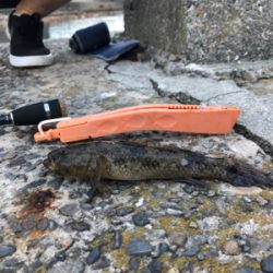 まだまだ小さい