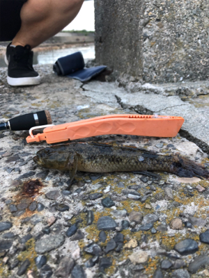 まだまだ小さい