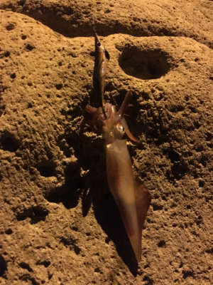 なんとかケンサキ!