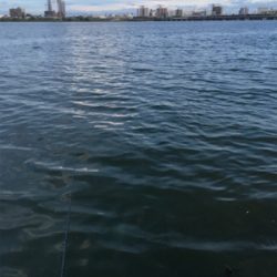 突貫のシーバスタックル入魂笑