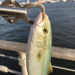 サイズが伸びない