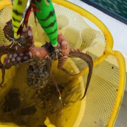 明石  タコ釣り   戎丸