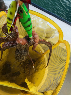 明石  タコ釣り   戎丸