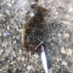 ヒラメ 道南津軽海峡 ショアジギング
