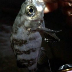 サーフフロートメバリング