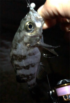 サーフフロートメバリング