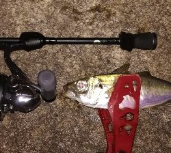 アジンガー1905〜1935 2110〜2140