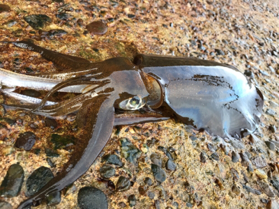 暑過ぎる 夏イカ