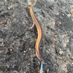 仕事前に釣りへ行くと…なにこれ