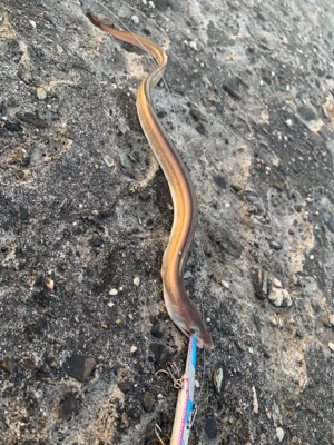 仕事前に釣りへ行くと…なにこれ